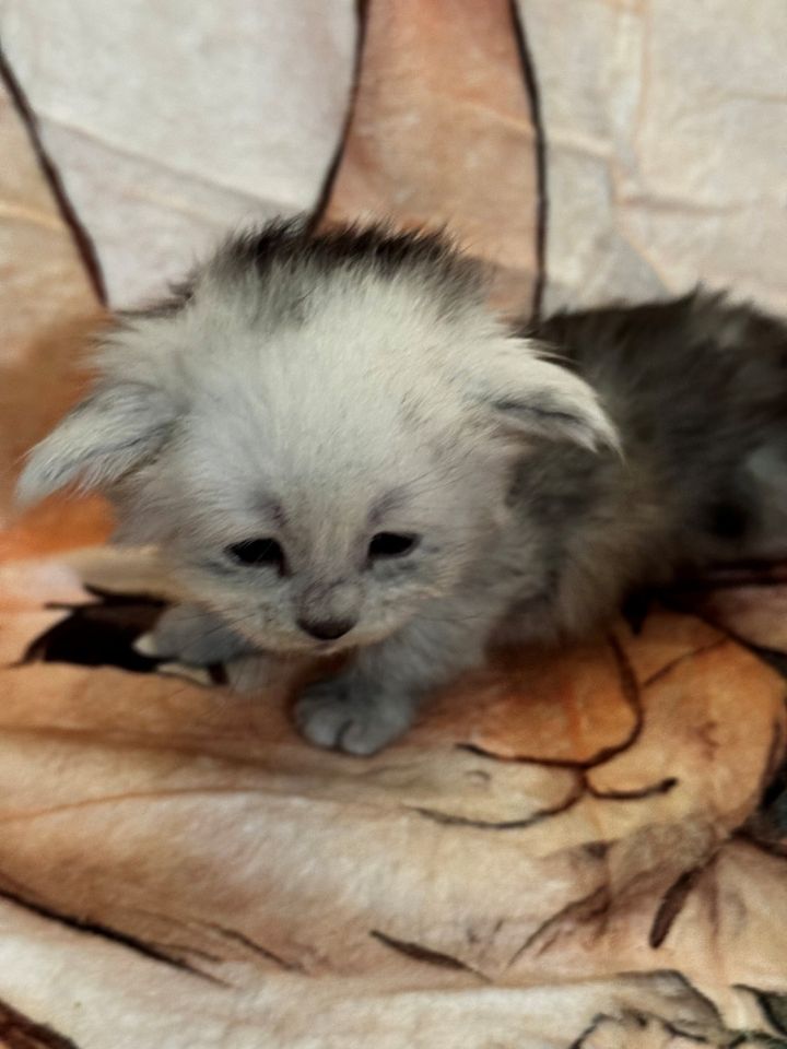 High Black Smoke Male #2