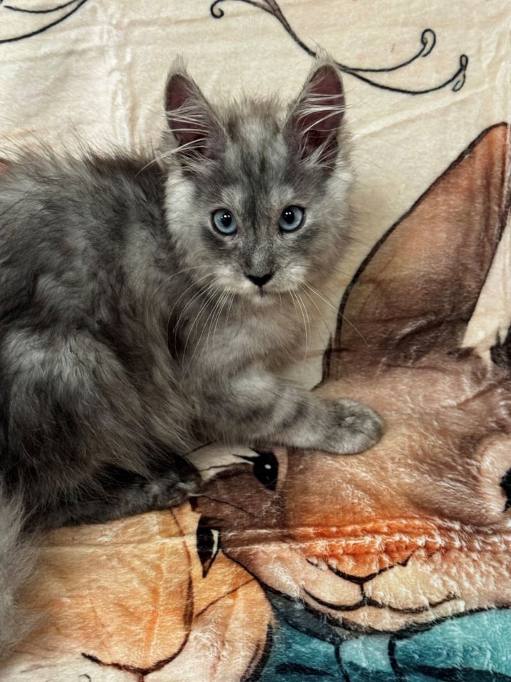 Blue Smoke with Blue Eyes Female #1