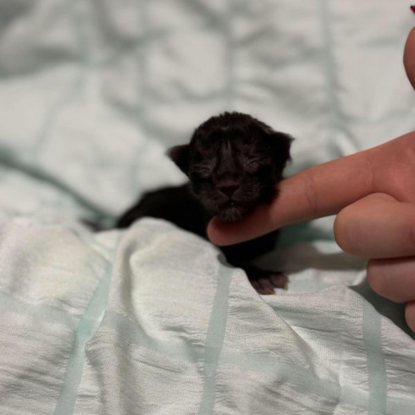 Black Smoke Boy Polydactyl #1