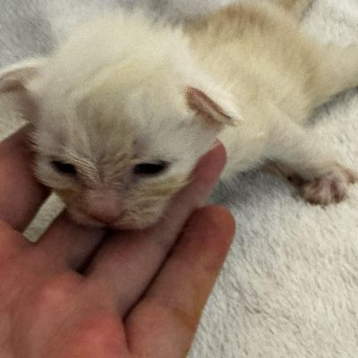 High Red Smoke Boy #1