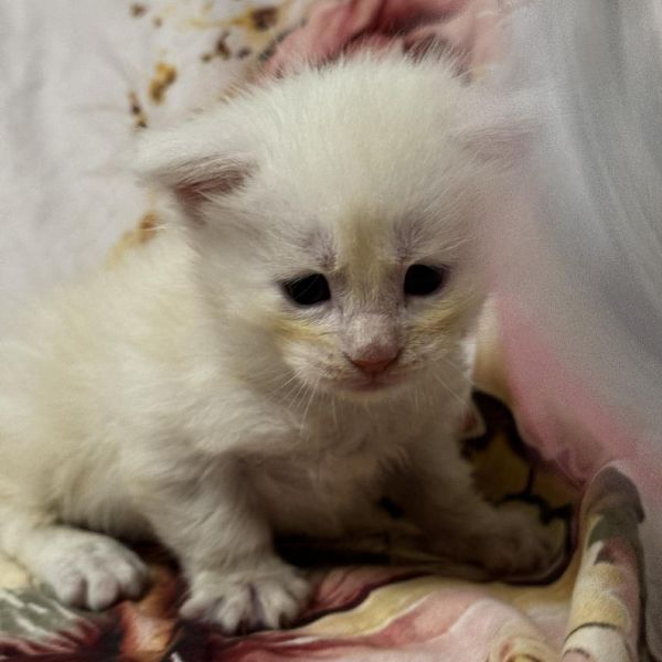 High Red Smoke Boy #2