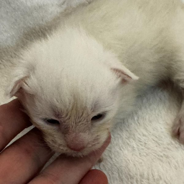 High Red Smoke Boy #3