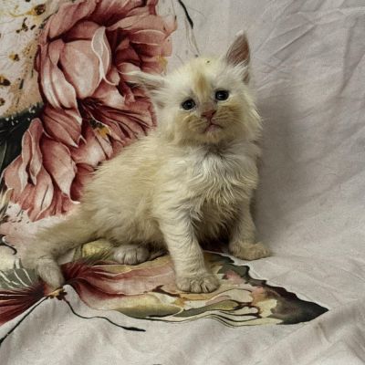 High Red Smoke Boy #1