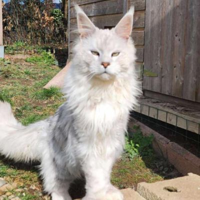 Velours Des Sands De Eygpt