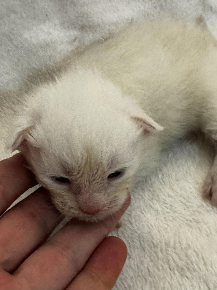 High Red Smoke Boy #3