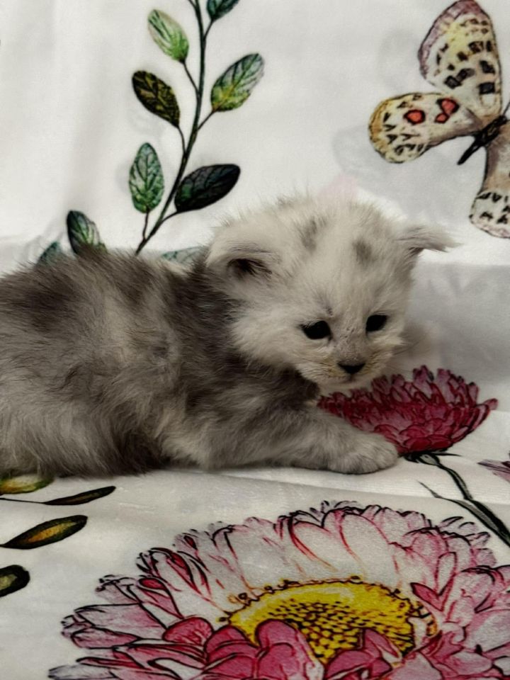 High Black Smoke Boy #1