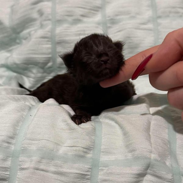 Black Solid Boy #1