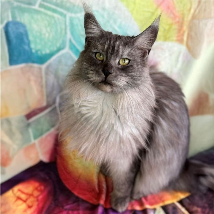 Black Beauty of Heavensgate