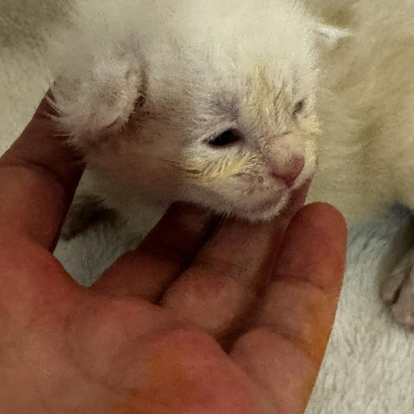 High Red Smoke Boy #4