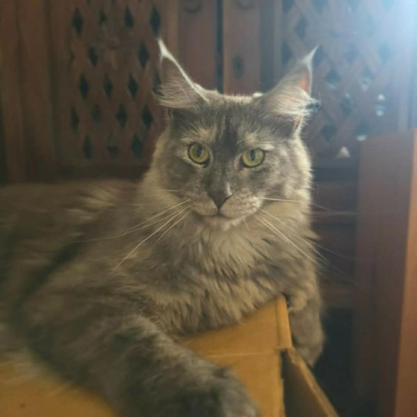 Amelia - Blue Smoke Queen