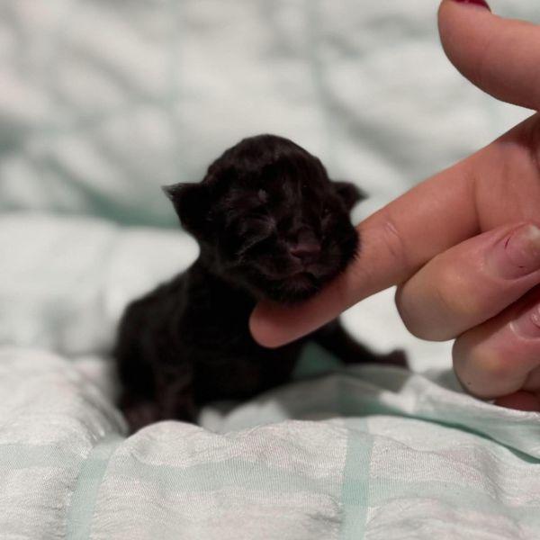 Black Solid Boy Polydactyl #1