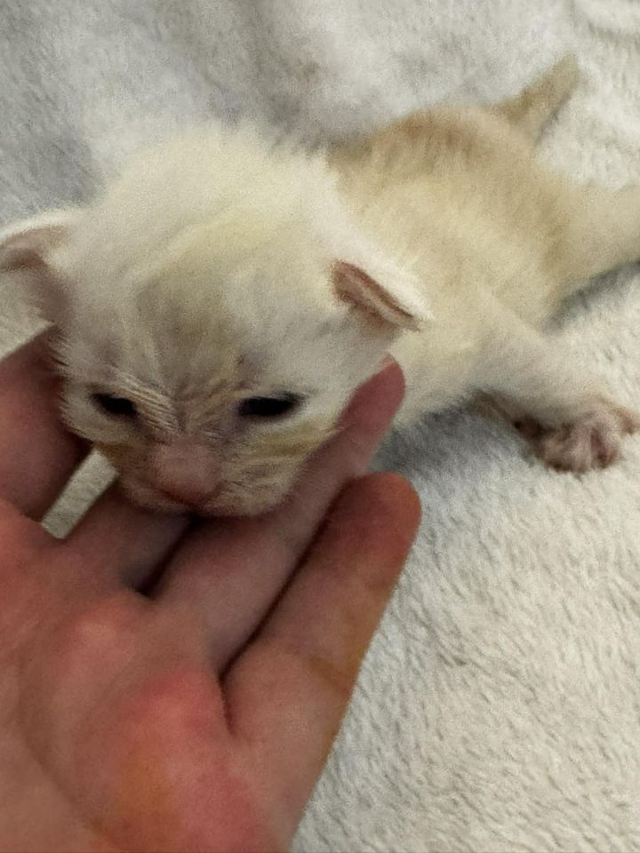 High Red Smoke Boy #1