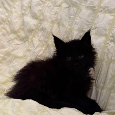 Black Solid Girl Polydactyl #02