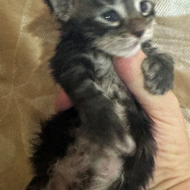 Black Tabby Polydactyl Boy #1