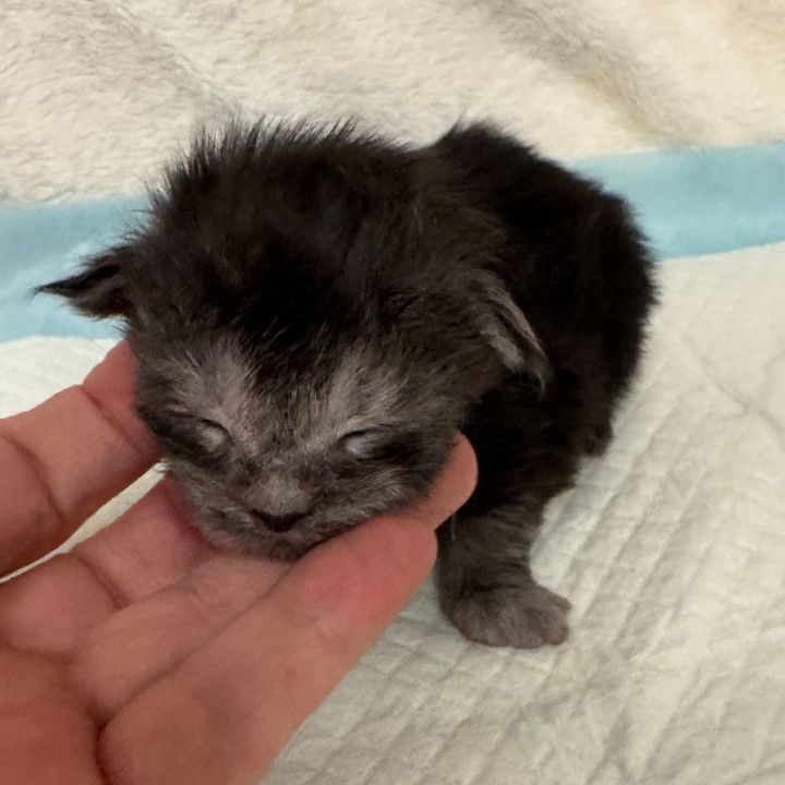 Black Smoke Male #1