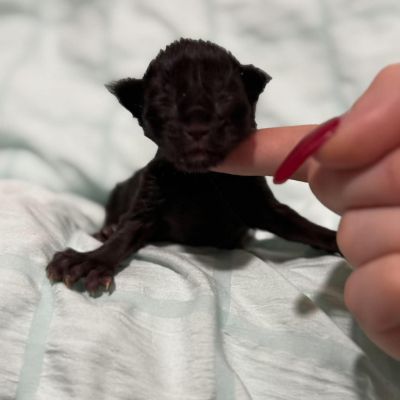Black Solid Girl Polydactyl #1