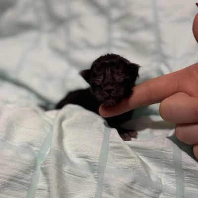 Black Smoke Boy Polydactyl #1