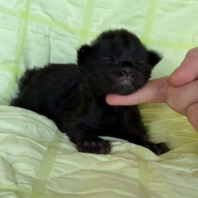 Black Solid Girl Polydactyl #01