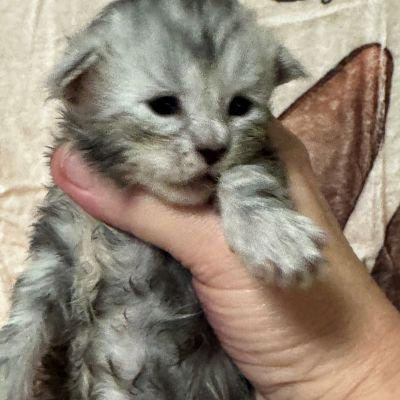 High Black Silver Male #2