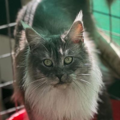 Fantasia of Heavensgates