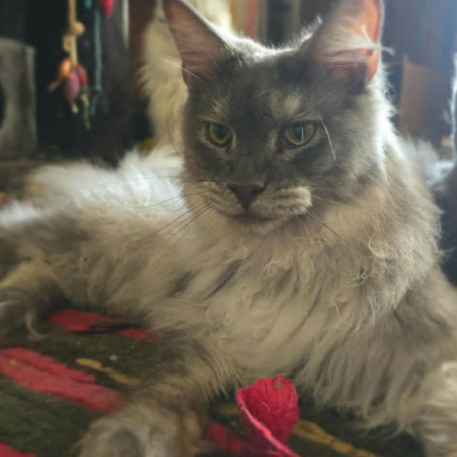 Clara -  Blue Smoke Queen