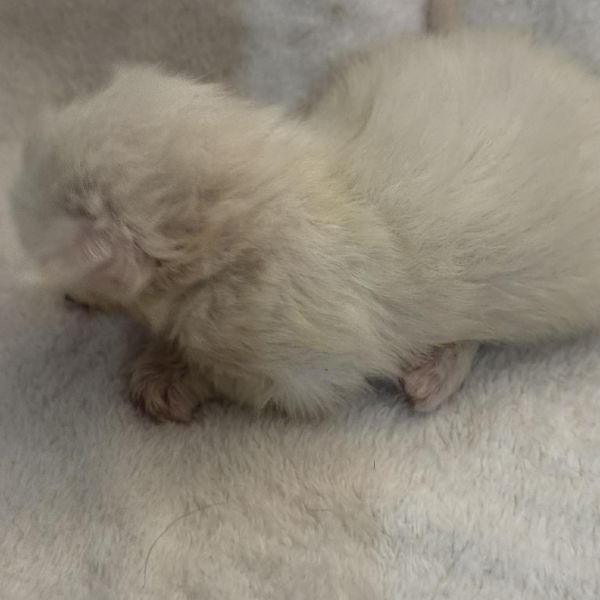 High Red Smoke Boy #2