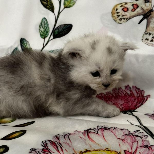 High Black Smoke Boy #1