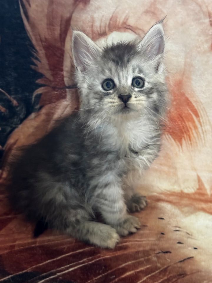 Black Silver Girl #1