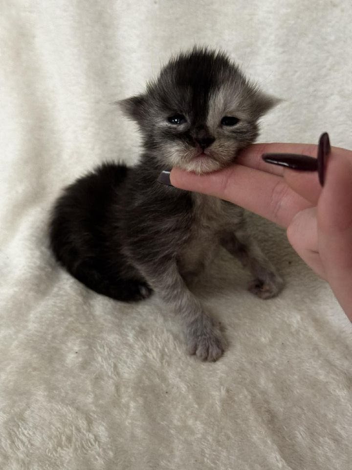 Black Smoke Tortie Girl #1