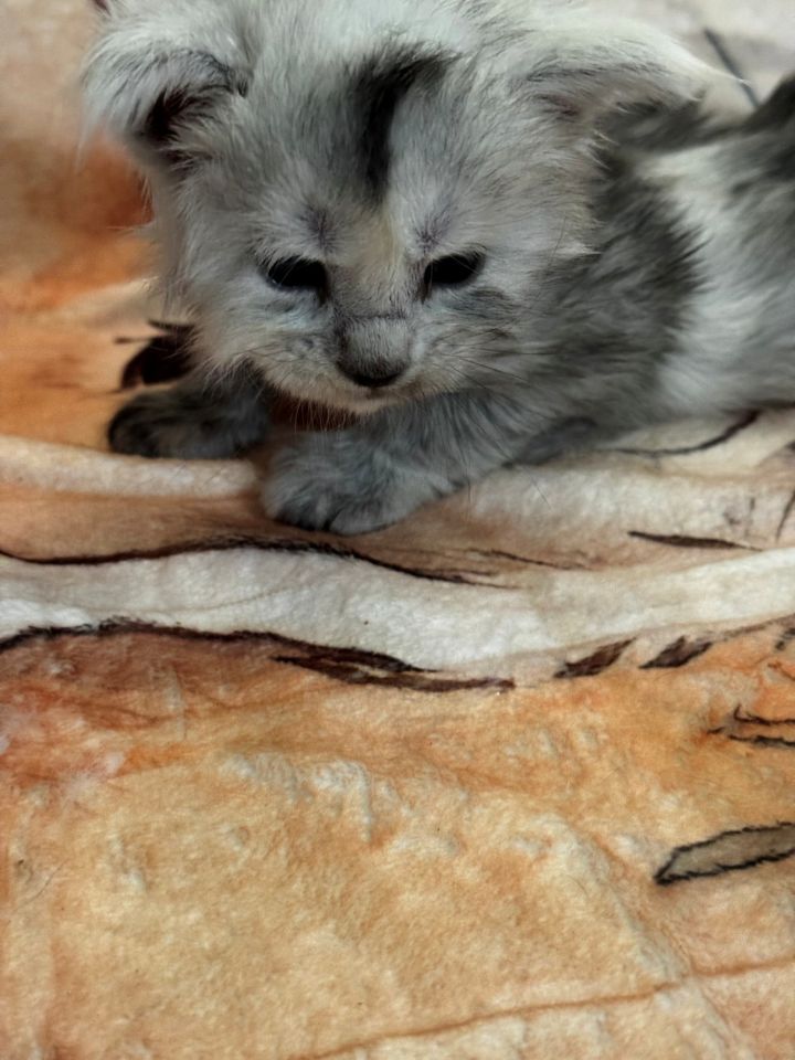 High Black Smoke Male #1