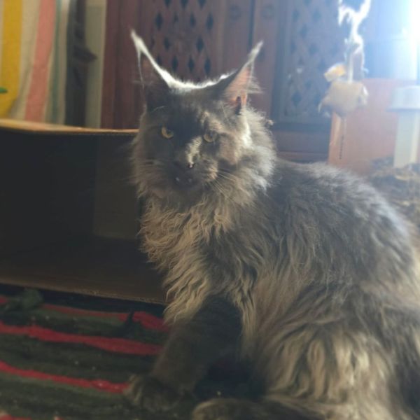 Lucas - Blue Smoke King