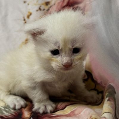 High Red Smoke Boy #2