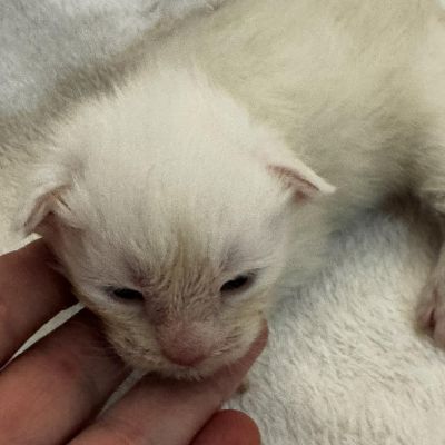 High Red Smoke Boy #3