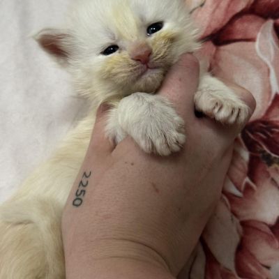 High Red Smoke Boy #1