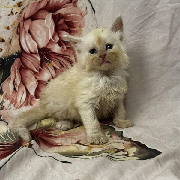 High Red Smoke Boy #1